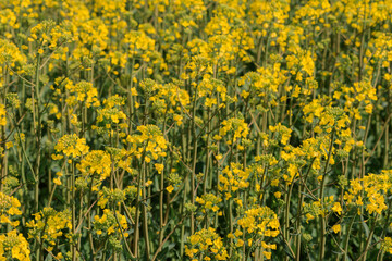 Fotomurales - Blooming oilseed rape field in spring