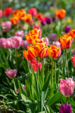 Fototapeta Tulipany - Amazing garden field with tulips of various bright rainbow color petals, beautiful bouquet of colors in sunlight daylight