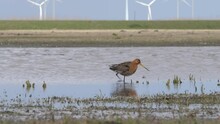 Black-tailed Godwit Close Up In The Polder Of Eemnes, The Netherlands