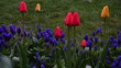 Tulipany i szafirki posadzone na rabacie przy trawniku