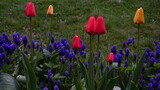 Fototapeta Tulipany - Tulipany i szafirki posadzone na rabacie przy trawniku