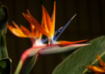 Wall Mural - bird of paradise flower closeup with blurred background