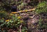 Fototapeta  - Las, kwiaty, strumyk, małopolska, beskid niski