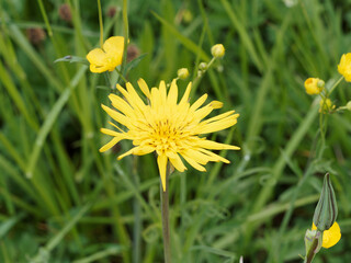 Poster - Tragopogon pratensis orientalis | Salsifis des prés d'Orient à ligules jaunes, anthères jaune or striée de brun à violet foncé au sommet de tige poupre au feuillage étroit lancéolé et pointu