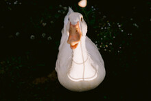 White Heavy Duck Or Domestic Duck Looking At Camera And Been Feed