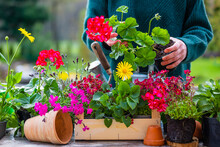 Woman Planting Seedlings Of Geranium Flowers Into Pots In The Garden.