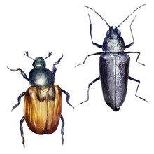 Beetles. Set. Watercolor Illustration. Black Beetles With Mustaches Painted In Watercolor.
