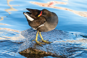 Wall Mural - Common moorhen standing on the stone among blue water. Black wading bird waterhen or swamp chicken with red bill and eyes and yellow legs with long toes.