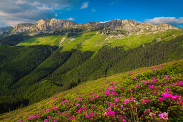 Wall Mural - Pink rhododendron flowers on the mountain slopes, Bucegi, Romania