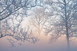 Winter landscape of frosted trees in fog at sunrise on a frigid morning, Milham Park, Kalamazoo, Michigan, USA
