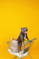 Pretty dog standing in shopping cart