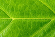 © Romain TALON - Close-up green leaf texture - macro view of the veins of a leaf - green plant background