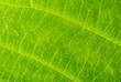 © Romain TALON - Close-up green leaf texture - macro view of the veins of a leaf - green plant background
