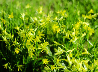 Wall Mural - Yellow-green flowers of Gágea lútea in early spring in the meadow, selective focus, horizontal orientation.