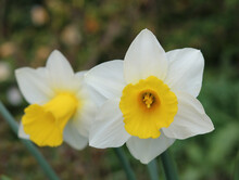 Image Of Two White And Yellow Daffodil Blooms In Spring