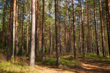 Fototapeta Na ścianę - Pine forest with the sun. Landscape with trees in the forest.