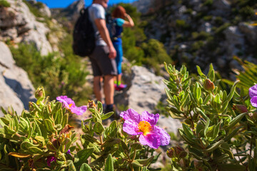 Wall Mural - Close-up of wildflowers, with a mountainous background, on a spring morning. 