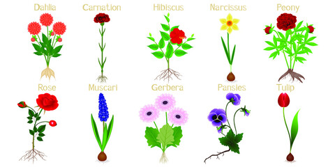 Wall Mural - Set of flowers with roots on a white background.