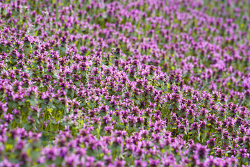 Wall Mural - Lamium purpureum, known as red dead-nettle, purple dead-nettle, or purple archangel. A flowering plant as a background.  Place for text.