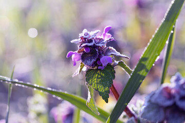 Wall Mural - Lamium purpureum, known as red dead-nettle, purple dead-nettle, or purple archangel. A flowering plant covered with frost on a spring morning. Place for text.