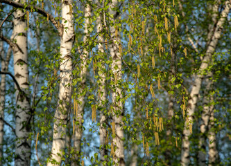 Young fresh birch catkins against the blue sky and white trunks in spring.