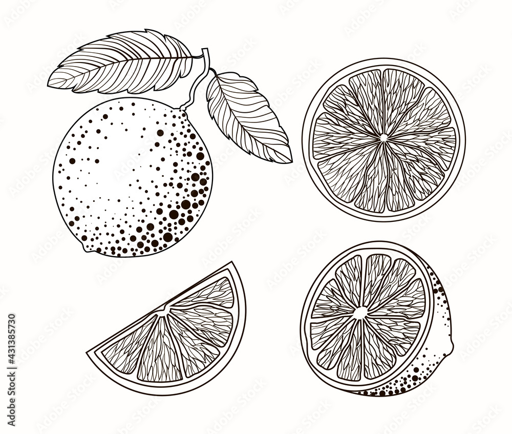 Doodle citrus drawing. Drawing of limes, oranges, lemons in black and ...