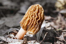Macro Shot Of Morchella (Morel) Mushroom Growing In The Forest Among Dry Leaves At Sunny Spring Day.