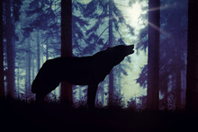 Silhouette Of A Wolf Howling In The Woods