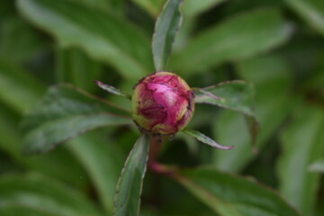 Poster - Peony Flower