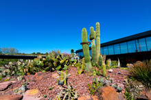 Closeup Of Different Cacti Planted In A Botanical Garden Under The Sunlight And A Blue Sky
