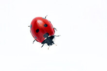 Extreme Macro  Shots, Beautiful Ladybug . Isolated On A White Background.