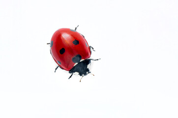 extreme macro shots, beautiful ladybug . isolated on a white background.