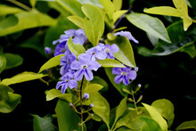 Selective Focus Shot Of Purple Flowers Of Vinca Minor