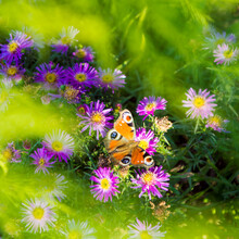 Monarch Butterfly On Purple Aster Flowers In Late Summer. Grass Skipper Butterfly On Aster Flowers. Painted Lady Butterfly - Vanessa Cardui - On New England Aster