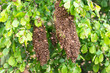 © Михаил Шаповалов - Swarming bees on a tree. Three large swarms of bees among the branches of a tree.