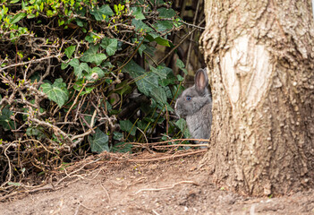 Wall Mural - one cute grey rabbit hiding behind tree trunk near the green bushes