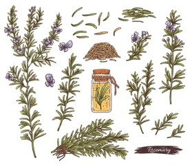 Wall Mural - Rosemary plant set - flowers, branches and seeds a vector herbal sketch.
