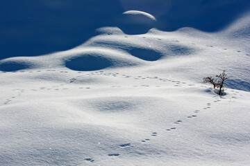 Poster - Animal footprint on the snow