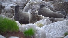 Seal Nerpa Lying On Stone Beach. Several Lions Of Lake Baikal Rest Relax. Lazy Mammal Endemic