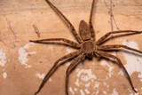 Fototapeta Lawenda - Close-up of a large brown spider perched on an old wall.