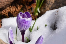 Beautiful Purple Blooming Crocuses On A Background Of Granite Stones Close-up