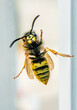 Yellow black bug: Wasp