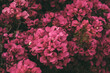 © nachomp82 - Bougainvillea flowers in bloom. Beautiful magenta flower as background. Springtime background for design.