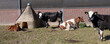 © ahavelaar - spotted cows and calf outside farm in the netherlands on sunny spring day
