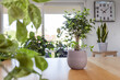 
Weeping fig (Ficus benjamina) on wooden table. Nice and modern space of home interior. Cozy home decor. Home garden.