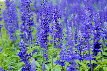  Morning sunlight Blue Salvia farinacea flowers in the garden. Purple lavender flower for background. Mealy Cap.