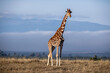 Giraffe Kenia