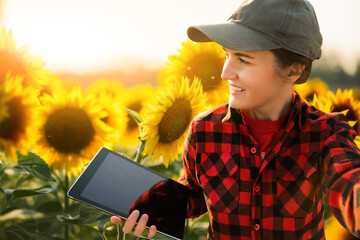 Wall Mural - Farmer with tablet in sunflowers field