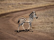 Zebrafohlen, Zebra Jungtier
