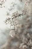 Fototapeta Kuchnia - Creative spring nature scene with white blooming tree in sunlight. Abstract blurred background web banner. Soft selective focus